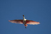 A bright pink roseate spoonbill glides across the sky as the bright  sun shines on it in front of a blue sky blue,blue Sky,spoonbill,bird,birds,Roseate Spoonbill,bill,bright,colourful,feathers,flying,gliding,pink,red,sunny,white,wings,Roseate spoonbill,Platalea ajaja,Threskiornithidae,Ibises, Spoonbills,Aves