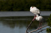 A pair of white ibis perch on branches on a bright sunny day ibis,bird,birds,White Ibis,bright,feathers,feet,green,legs,pair,perched,pink,red,sleeping,sunny,tucked,water,white,Eudocimus albus,White ibis,Chordates,Chordata,Ciconiiformes,Herons Ibises Storks and