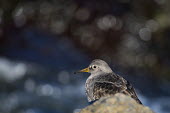 A purple sandpiper stands on a jetty rock with a sparkling water background on a bright sunny day blue,Purple sandpiper,sandpiper,shorebird,birds,bird,Animalia,Chordata,Aves,Charadriiformes,Scolopacidae,Calidris maritima,bokeh,bright,brown,grey,jetty,orange,rock,sparkle,sunny,water,BIRDS,Blue,Purp