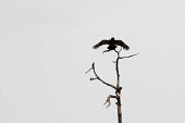 A turkey vulture perched on a dead tree snag with its wings outstretched against a solid white background Turkey vulture,bird of prey,bird,birds,branches,brown,dead,feathers,high key,outstretched,stretched,tree,white,wings,Cathartes aura,Aves,Birds,Cathartidae,New World Vultures,Ciconiiformes,Herons Ibise