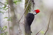 A large pileated woodpecker searches for food on a moss covered tree trunk Pileated Woodpecker,woodpecker,branches,clinging,green,moss,red,tree,white,bird,birds,Dryocopus pileatus,Pileated woodpecker,Picidae,Woodpeckers,Piciformes,Woodpeckers and Flicker,Chordates,Chordata,A