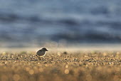 Just after sunrise a tiny piping plover chick walks along the beach as the sun lights up the sand plover,bird,birds,shorebird,Piping Plover,adorable,backlight,beach,bokeh,brown,chick,cute,early,morning,sand,small,sparkle,sunny,tan,tiny,Piping plover,Charadrius melodus,Aves,Birds,Charadriiformes,Sh