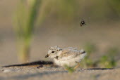 A tiny piping plover chick has tossed a fly into the air on the beach early on a sunny morning plover,bird,birds,shorebird,Piping Plover,action,beach,brown,chick,cute,fly,grass,green,insect,morning,sand,small,sunny,tan,tiny,white,Piping plover,Charadrius melodus,Aves,Birds,Charadriiformes,Shore