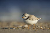 An endangered piping plover stands on a sandy beach with early sunlight shining on it plover,bird,birds,shorebird,Piping Plover,beach,brown,early,morning,orange,sand,sunlight,water,white,Piping plover,Charadrius melodus,Aves,Birds,Charadriiformes,Shorebirds and Terns,Charadriidae,Lapwi