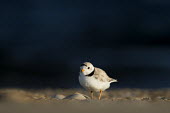Piping plover stands on a beach next to a small shell with a dark blue ocean background plover,bird,birds,shorebird,Piping Plover,beach,brown,dark,early,morning,ocean,orange,sand,shell,sunlight,water,white,Piping plover,Charadrius melodus,Aves,Birds,Charadriiformes,Shorebirds and Terns,C
