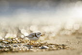 An endangered piping plover with a tiny piece of seaweed on its bill stands on a beach plover,bird,birds,shorebird,Piping Plover,backlight,beach,bokeh,bright,brown,early,ground,morning,orange,sand,seaweed,sun,sunlight,water,white,Piping plover,Charadrius melodus,Aves,Birds,Charadriiform
