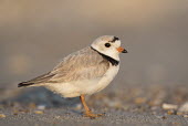 An endangered adult piping plover stands on a sandy beach on a bright sunny morning plover,bird,birds,shorebird,Piping Plover,adult,beach,brown,early,grey,morning,orange,sand,sunny,tan,white,Piping plover,Charadrius melodus,Aves,Birds,Charadriiformes,Shorebirds and Terns,Charadriidae