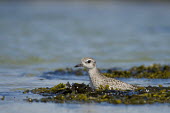 A black-bellied plover swims in some green seaweed in blue water on a bright sunny day Black-bellied plover,bird,birds,blue,plover,bright,brown,colourful,grey,green,seaweed,sunny,swimming,water,water level,Grey plover,Pluvialis squatarola,Aves,Birds,Ciconiiformes,Herons Ibises Storks an