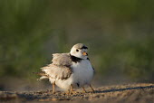 An adult endangered piping plover protects two of her chicks by hiding them under her wings plover,bird,birds,shorebird,Piping Plover,beach,brown,chicks,early,grass,grey,green,legs,morning,orange,sand,sunny,tan,white,Piping plover,Charadrius melodus,Aves,Birds,Charadriiformes,Shorebirds and