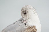 A juvenile ring-billed gull turns its head to preen and clean its feathers on its back in soft overcast light Ring-billed gull,gull,bird,birds,seabird,Animalia,Chordata,Aves,Charadriiformes,Laridae,Larus delawarensis,brown,close,eye,feathers,grey,juvenile,overcast,pink,preening,soft light,white,wings,BIRDS,Fl
