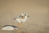 A cute baby piping plover stands on the sandy beach next to a shell on a bright sunny morning plover,bird,birds,shorebird,Piping Plover,adorable,beach,bright,brown,chick,cute,fluffy,fuzzy,orange,sand,shell,small,sunny,tan,tiny,Piping plover,Charadrius melodus,Aves,Birds,Charadriiformes,Shorebi