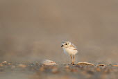 A tiny fluffy piping plover chick stands on a sandy beach with shells as the early morning sun lights up the day plover,bird,birds,shorebird,Piping Plover,adorable,beach,brown,chick,cute,early,fluffy,morning,sand,small,sunny,tan,tiny,Piping plover,Charadrius melodus,Aves,Birds,Charadriiformes,Shorebirds and Tern