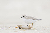 A juvenile piping plover stands on a small shell on the beach on an overcast day plover,bird,birds,shorebird,Piping Plover,beach,brown,juvenile,overcast,sand,shell,soft,tiny,white,young,Piping plover,Charadrius melodus,Aves,Birds,Charadriiformes,Shorebirds and Terns,Charadriidae,L