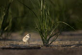 A tiny endangered piping plover chick stands in the early morning sunlight plover,bird,birds,shorebird,Piping Plover,beach,brown,chick,early,grass,green,morning,sand,sunny,tan,Piping plover,Charadrius melodus,Aves,Birds,Charadriiformes,Shorebirds and Terns,Charadriidae,Lapwi