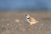 An endangered adult piping plover stands on a sandy beach on a bright sunny morning plover,bird,birds,shorebird,Piping Plover,adult,beach,brown,early,grey,morning,ocean,orange,sand,sunny,tan,water,white,Piping plover,Charadrius melodus,Aves,Birds,Charadriiformes,Shorebirds and Terns,