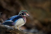 A colourful wood duck stands on an old log in soft lighting showing off his brilliant colours Log,Waterfowl,Wood Duck,brilliant,brown,colourful,drake,duck,grey,green,male,moss,orange,perched,purple,red,rust colour,soft light,tan,tree,white,wood,Wood duck,Aix sponsa,Chordates,Chordata,Aves,Bird