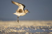 A black-bellied plover hovers just above the ground on a shell covered beach in the early morning sunlight Black-bellied plover,bird,birds,blue,plover,beach,brown,early,flapping,flying,morning,shells,sunlight,white,wings,Grey plover,Pluvialis squatarola,Aves,Birds,Ciconiiformes,Herons Ibises Storks and Vul