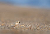 A very tiny and incredibly adorable piping plover chick stands behind a small shell plover,bird,birds,shorebird,Piping Plover,adorable,beach,brown,chick,cute,early,legs,morning,pebbles,reflection,shell,sunny,tan,tiny,Piping plover,Charadrius melodus,Aves,Birds,Charadriiformes,Shorebi