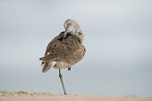 A willet preens and cleans its feathers with its eye shut while standing on one leg in soft overcast light sandpiper,bird,birds,shorebird,Willet,beach,bill,brown,cleaning,feathers,fluffed,foot,leg,overcast,preening,ruffled,sand,sandy,smooth background,soft light,standing,Catoptrophorus semipalmatus,Charadr