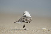 A small sanderling stands on a sandy beach while preening and cleaning its feathers sandpiper,sanderling,shorebird,bird,birds,beach,cleaning,grey,preening,sand,sandy,smooth background,sunny,wings,Sanderling,Calidris alba,Charadriiformes,Shorebirds and Terns,Chordates,Chordata,Sandpip