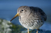 A close up portrait of a purple sandpiper on a bright sunny day with a smooth blue background blue,Portrait,Purple sandpiper,sandpiper,shorebird,birds,bird,Animalia,Chordata,Aves,Charadriiformes,Scolopacidae,Calidris maritima,bright,brown,close-up,detail,eye,feathers,grey,green,orange,smooth b