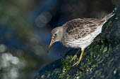A purple sandpiper clings to the slick rocks as it searches for food on a bright sunny day Purple sandpiper,sandpiper,shorebird,birds,bird,Animalia,Chordata,Aves,Charadriiformes,Scolopacidae,Calidris maritima,bokeh,boulder,bright,brown,shallow focus,feeding,green,jetty,orange,rock,seaweed,s