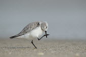 A sanderling stands on a sandy beach while using its foot to scratch its bill sandpiper,sanderling,shorebird,bird,birds,action,beach,feathers,foot,grey,sand,scratching,small,smooth background,soft light,standing,white,Sanderling,Calidris alba,Charadriiformes,Shorebirds and Tern