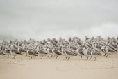 A large flock of sanderlings stand on a sandy beach resting with their bills tucked into their feathers sandpiper,sanderling,shorebird,bird,birds,beach,brown,flock,grey,group,legs,many,overcast,resting,sand,small,smooth background,soft light,white,Sanderling,Calidris alba,Charadriiformes,Shorebirds and