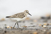 A semipalmated sandpiper pauses for a second between plunging its bill into mud sandpiper,Semipalmated Sandpiper,brown,mud,overcast,soft light,stones,white,Semipalmated sandpiper,Calidris pusilla,Charadriiformes,Shorebirds and Terns,Sandpipers, Phalaropes,Scolopacidae,Aves,Birds,