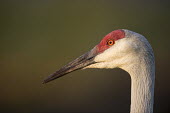 A close head shot of an adult sandhill crane with a smooth background in the early morning sunlight crane,Sandhill Crane,bill,bumpy,close,dirt,early,eye,feathers,grey,green,head shot,morning,orange,pupil,red,skin,smooth background,sunlight,sunny,texture,white,Sandhill crane,Grus canadensis,Chordates
