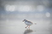 An endangered piping plover searches for food by probing its foot into the wet sand along the shoreline plover,bird,birds,shorebird,Piping Plover,bokeh,bright,cute,ocean,orange,reflection,sunny,tiny,water,white,Piping plover,Charadrius melodus,Aves,Birds,Charadriiformes,Shorebirds and Terns,Charadriidae