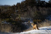 The red fox took a moment to look back at me as it stood on a snow covered sand dune Island Beach State Park,cold,fox,fur,orange,red fox,snow,walking,white,winter,Red fox,Vulpes vulpes,Chordates,Chordata,Mammalia,Mammals,Carnivores,Carnivora,Dog, Coyote, Wolf, Fox,Canidae,Renard Roux,
