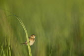 A seaside sparrow hangs on a piece of marsh grass Seaside sparrow,sparrow,bird,birds,Animalia,Chordata,Aves,Passeriformes,Passerellidae,Ammospiza maritima,Thompson's Beach,adorable,brown,cute,feathers,grass,marsh grass,perched,small,smooth background