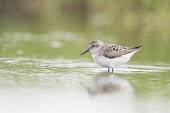 A semipalmated sandpiper stands in shallow water in front of a green background New Jersey,sandpiper,Semipalmated sandpiper,shorebird,bird,birds,brown,green,overcast light,soft light,water,water level,white,Calidris pusilla,Semipalmated Sandpiper,Charadriiformes,Shorebirds and Te