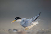 An adult least tern shakes out its feathers after a preening session on the sandy beach in the early morning sunlight least tern,tern,terns,action,adult,beach,early,feathers,grey,morning,ruffled,sand,shake,white,Sternula antillarum,BIRDS,Least Tern,animal,black,gray,ground level,low angle,wildlife,yellow