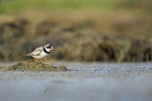 A semipalmated plover uses its feet to stir up food in the shallow mud flats on a sunny morning plover,shorebird,bird,birds,Semipalmated Plover,brown,feeding,green,legs,orange,shore,soft light,sunny,water,water level,white,Semipalmated plover,Charadrius semipalmatus,Chordates,Chordata,Charadriif