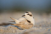 A tiny snowy plover preens its feathers on the sandy beach blue,plover,bird,birds,shorebird,Snowy Plover,beach,brown,cute,early,green,morning,sand,small,sunlight,tan,tiny,warm,white,white brown,Snowy plover,Charadrius nivosus,Aves,Birds,Chordates,Chordata,Cha