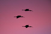 A trio of white ibis are silhouetted against a bright pink and purple sky at sunset ibis,bird,birds,Silhouette,White Ibis,colourful,flying,pink,purple,sunset,wings,White ibis,Eudocimus albus,Chordates,Chordata,Ciconiiformes,Herons Ibises Storks and Vultures,Threskiornithidae,Ibises,