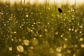 A seaside sparrow perches high on some tall marsh grass in the morning sun Seaside sparrow,sparrow,bird,birds,Animalia,Chordata,Aves,Passeriformes,Passerellidae,Ammospiza maritima,Silhouette,Summer,backlight,bokeh,early,grass,marsh grass,morning,perched,Ammodramus maritimus,