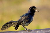 A boat-tailed grackle sings loudly in the late afternoon sun while perched on a wooden railing Boat-tailed grackle,calling,green,iridescent,loud,noisy,perched,purple,singing,smooth background,sunlight,tail,wings,wood,bird,birds,Animalia,Chordata,Aves,Passeriformes,Icteridae,Quiscalus major,Anim