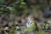 An ovenbird sings loudly as it sits on the forest floor with some green leaves around it bird,birds,warbler,brown,calling,green,ground,leaves,loud,noise,noisy,orange,overcast,singing,spring,tan,white,Ovenbird,Seiurus aurocapilla,Aves,Birds,Perching Birds,Passeriformes,Chordates,Chordata,P