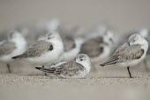 A flock of sanderlings sleep on the beach with one bird sitting down and the rest standing around it sandpiper,sanderling,shorebird,bird,birds,beach,brown,grey,resting,sand,sitting,sleeping,soft light,standing,white,Sanderling,Calidris alba,Charadriiformes,Shorebirds and Terns,Chordates,Chordata,Sand