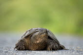 A common snapping turtle walks along a paved road brown,claws,green,ground,large,pavement,reptile,rough,shell,snapping turtle,tough,turtle,Common snapping turtle,Chelydra serpentina,Snapping Turtles,Chelydridae,Reptilia,Reptiles,Chordates,Chordata,Tu