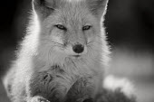 A fox lays down in the mid day sun in winter and featured in black and white Portrait,backlight,close,fur,red,red fox,sunny,white,winter,Red fox,Vulpes vulpes,Chordates,Chordata,Mammalia,Mammals,Carnivores,Carnivora,Dog, Coyote, Wolf, Fox,Canidae,Renard Roux,Zorro Rojo,ZORRO,A