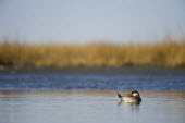 A small ruddy duck floats on the calm water with its head tucked into its back trying to rest blue,Ruddy duck,duck,bird,birds,waterfowl,Animalia,Chordata,Aves,Anseriformes,Anatidae,Oxyura jamaicensis,brown,floating,reflection,resting,sleeping,sunny,swimming,water,water level,white,Chordates,Wa