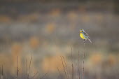 An Eastern meadowlark sings away perched on a branch in an open field showing off its bright yellow colours Eastern Meadowlark,brown,calling,field,grasslands,habitat,perched,singing,soft light,stick,Sturnella magna,Eastern meadowlark,Chordates,Chordata,Blackbirds,Icteridae,Perching Birds,Passeriformes,Aves,