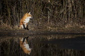 A red fox sits at the edge of a puddle along with its reflection Ray Hennessy Island Beach State Park,brown,fox,fur,orange,red,red fox,reflection,tired,water,white,Red fox,Vulpes vulpes,Chordates,Chordata,Mammalia,Mammals,Carnivores,Carnivora,Dog, Coyote, Wolf, Fox,Canidae,Renard Roux,Zorro Rojo,ZORRO,Asia,Africa,Common,Riparian,Terrestrial,Animalia,vulpes,Omnivorous,Vulpes,Urban,Europe,Temperate,Mountains,Agricultural,Sand-dune,IUCN Red List,Least Concern,Animal,black,wildlife