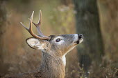 A small whitetail buck tosses his nose up in the air to get a good smell of what is around him antlers,brown,buck,close,deer,fur,male,white,whitetail deer,White-tailed deer,Odocoileus virginianus,Mammalia,Mammals,Even-toed Ungulates,Artiodactyla,Cervidae,Deer,Chordates,Chordata,Toy deer,Key dee