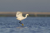 A small snowy egret is in the air just before it lands in the shallow water blue,Snowy egret,egret,bird,birds,early,flying,landing,morning,sunlight,water,water level,white,wings,Egretta thula,Snowy Egret,Herons, Bitterns,Ardeidae,Chordates,Chordata,Aves,Birds,Ciconiiformes,He