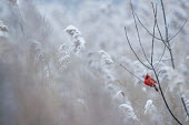 A male Northern cardinal perches on a branch on a cold snowy day in winter cardinal,bird,birds,cold,male,overcast,perched,red,snow,snowing,soft light,white,winter,Northern cardinal,Cardinalis cardinalis,Cardinalidae,Cardinals,Chordates,Chordata,Aves,Birds,Perching Birds,Pass